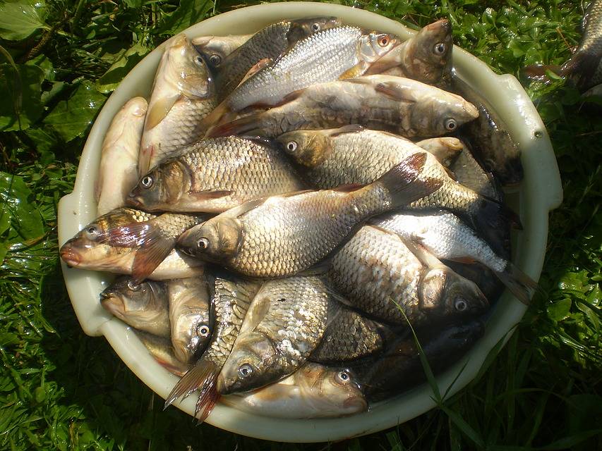 Платная рыбалка в пензенской области, 30 мин. от пензы
