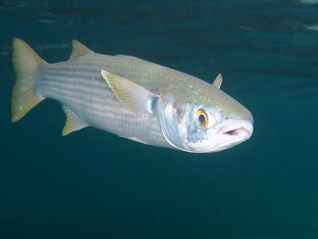 Рыба «веслонос» фото и описание