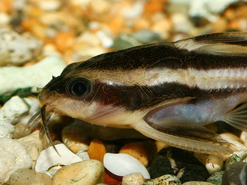 Платидорас полосатый: содержание и уход за аквариумной рыбкой, кормление и размножение сома