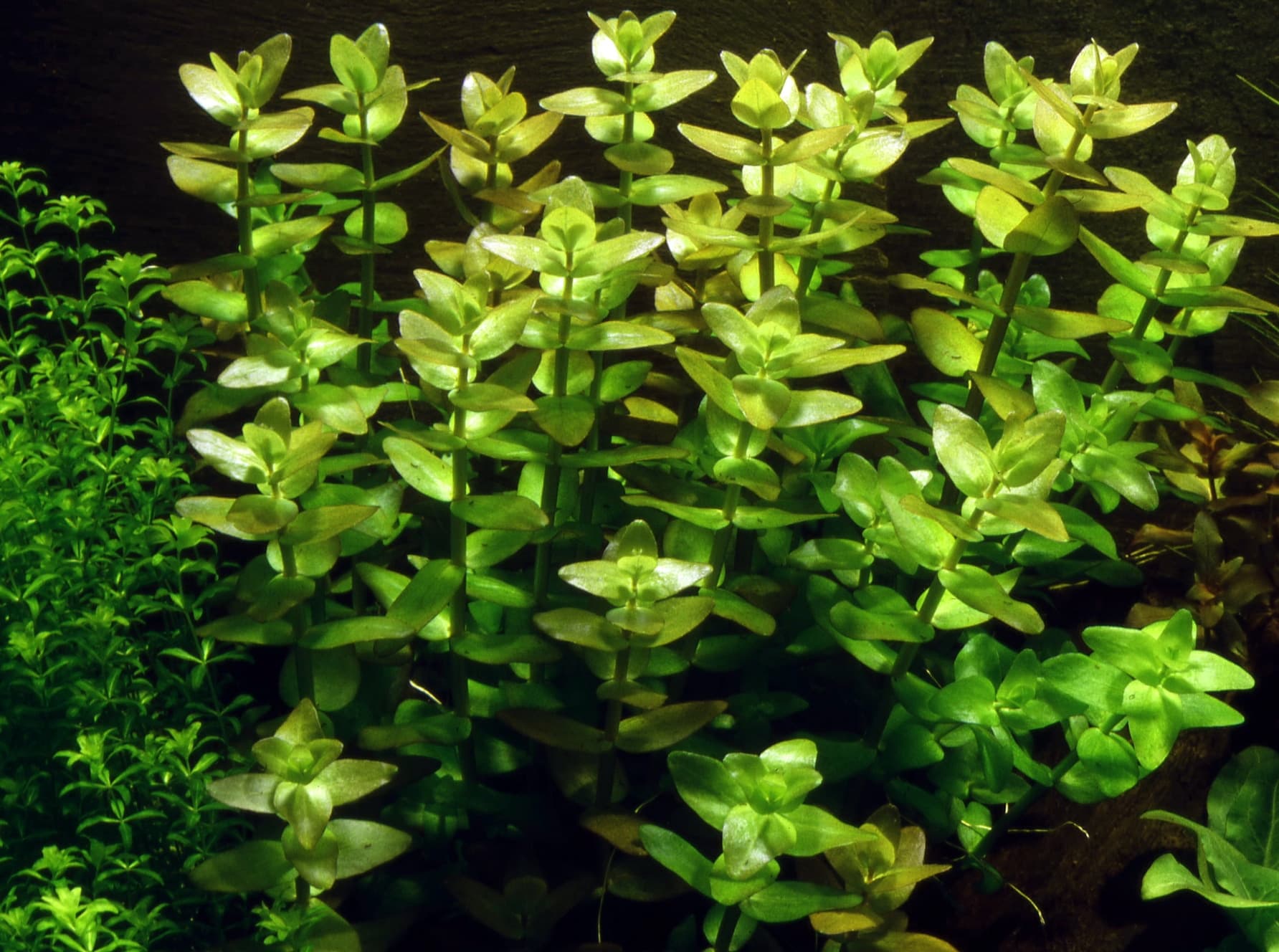 Бакопа – выращивание из семян, фото