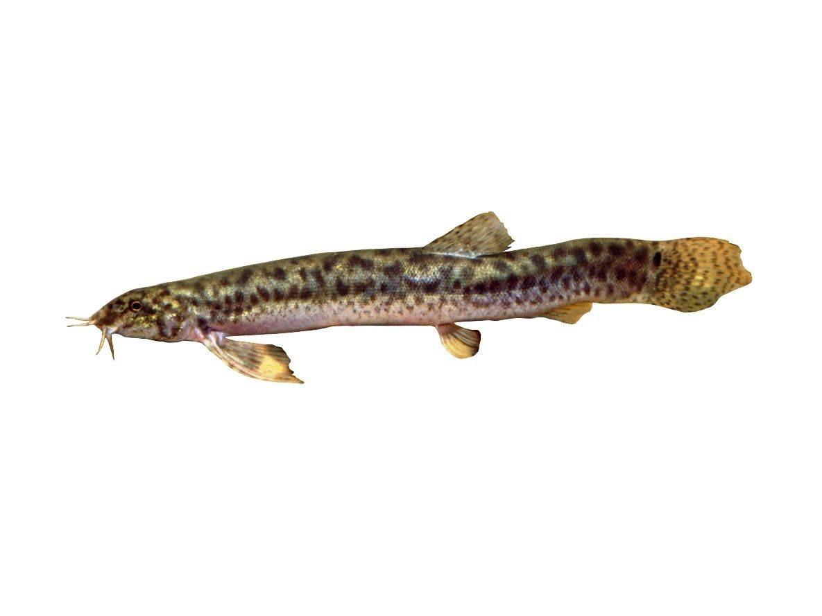 Вьюн - 71 фото пресноводной рыбы очень похожей на змею