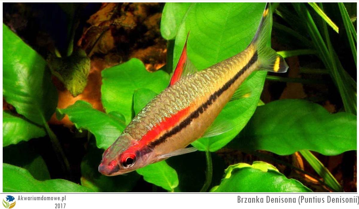 Рыбки кардиналы: описание, содержание, размножение, совместимость