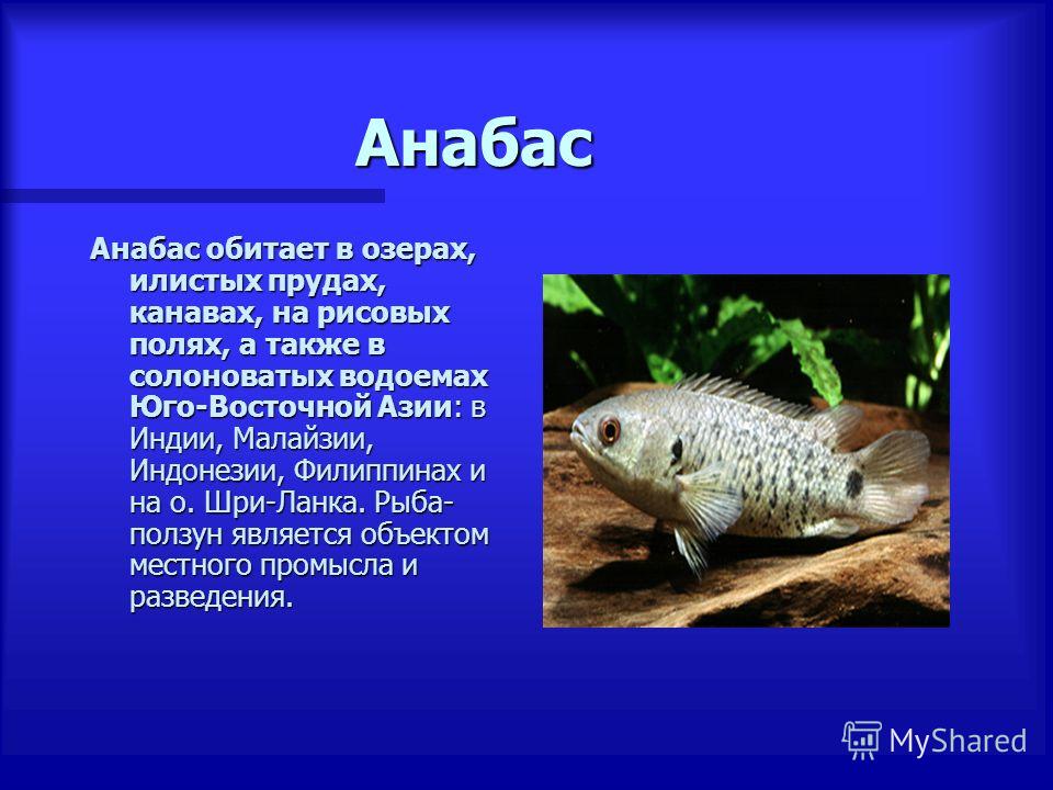 Барбусы: описание, виды, уход, содержание, кормление, размножение - aqua-tropica.ru
