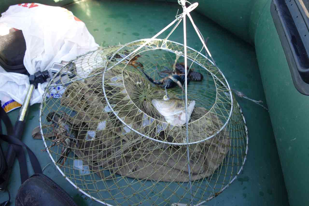 Как и на что правильно ловить раков в раколовки? – суперулов – интернет-портал о рыбалке