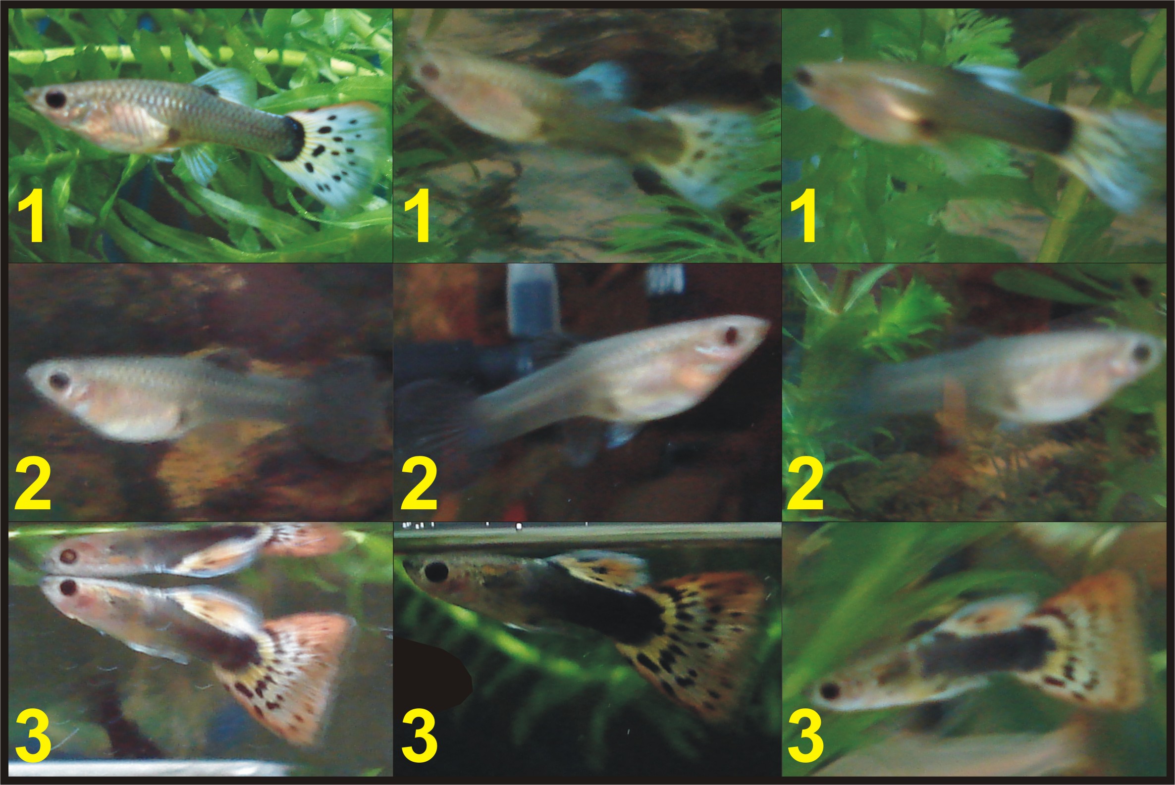 Мальки гуппи в общем аквариуме: сколько и как быстро растут, чем кормить, как определить пол, когда пересаживать
