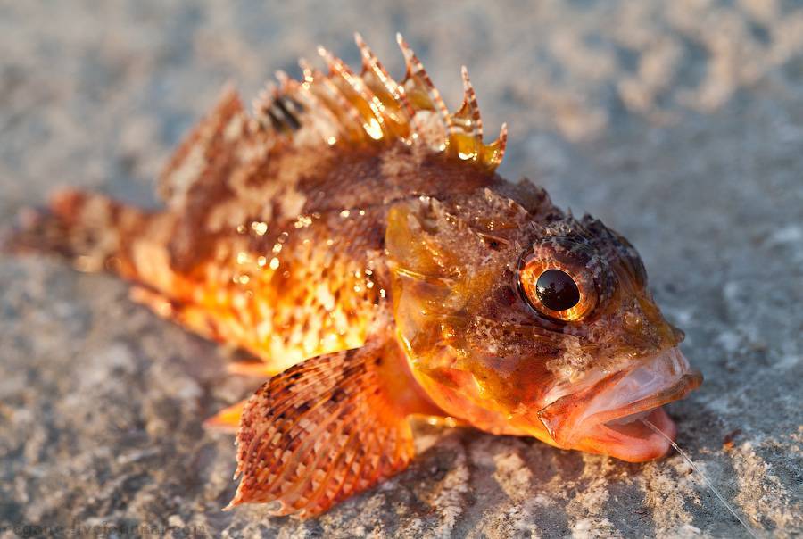 Скорпеновые рыбы: ядовитые крылатки, морские ерши и бугорчатки. фото