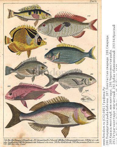 Корюшка фото и описание – каталог рыб, смотреть онлайн