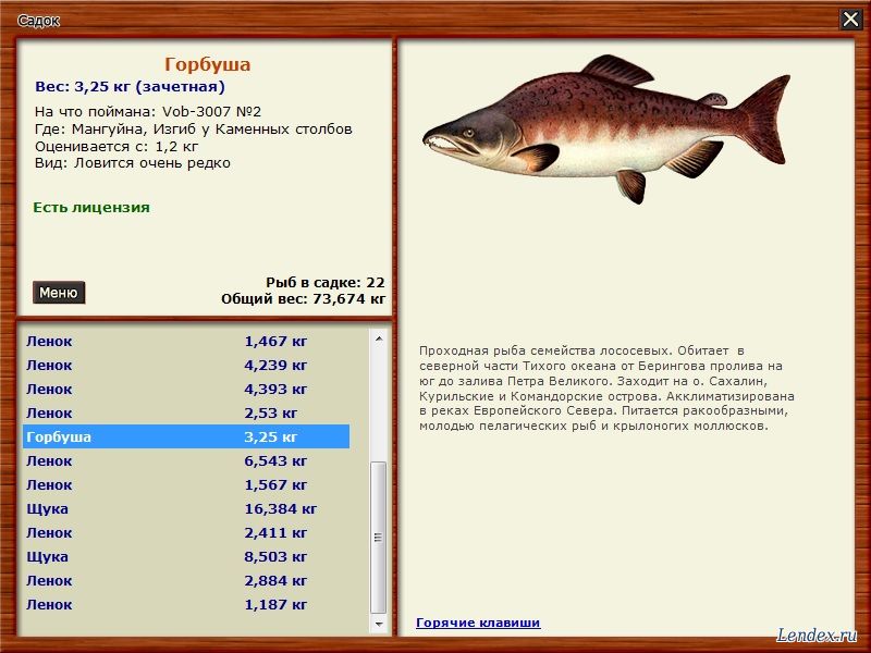 Описание рыбы горбуша: вес, размеры, нерест, чем питается, самка и самец