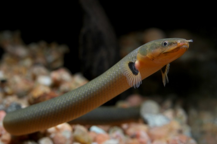 Каламоихт: правила содержания, ухода и кормления рыбы змеи