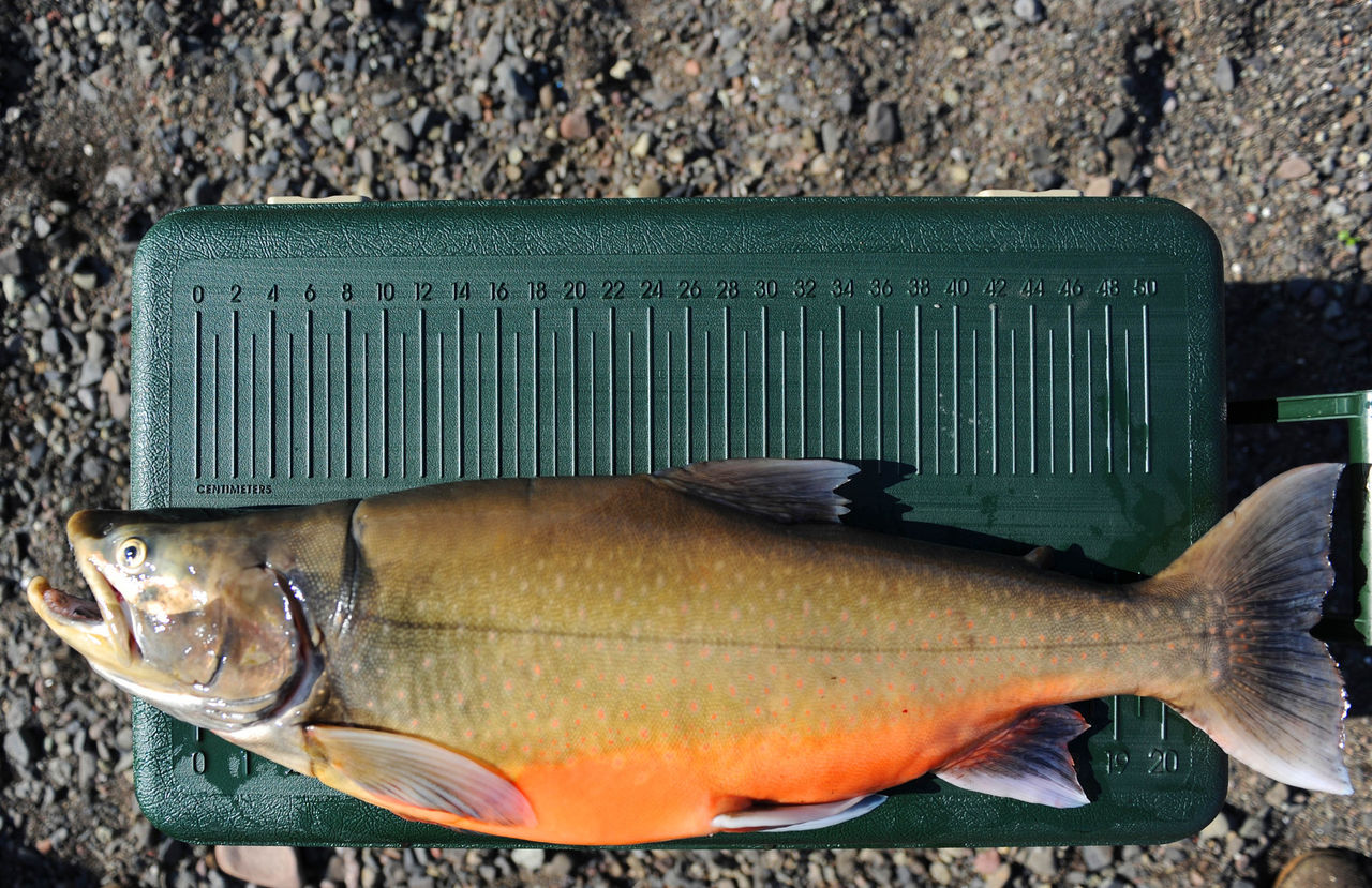 Кутум фото и описание – каталог рыб, смотреть онлайн