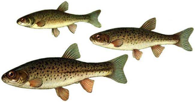 Гольян рыба. образ жизни и среда обитания рыбы гольян