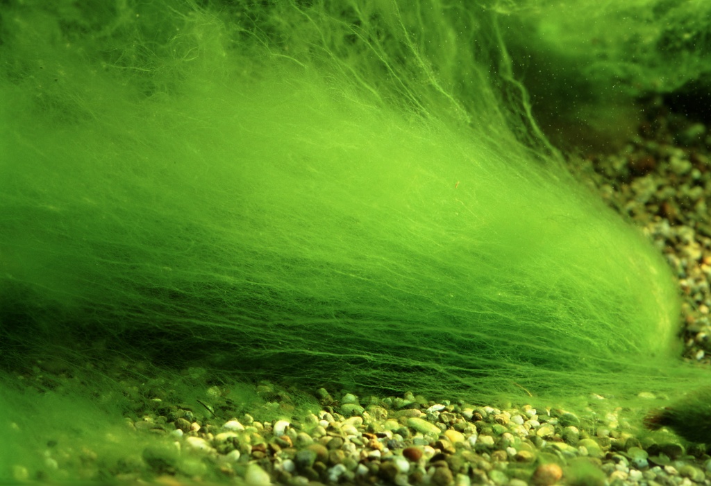 10 видов водорослей и борьба с ними в аквариуме