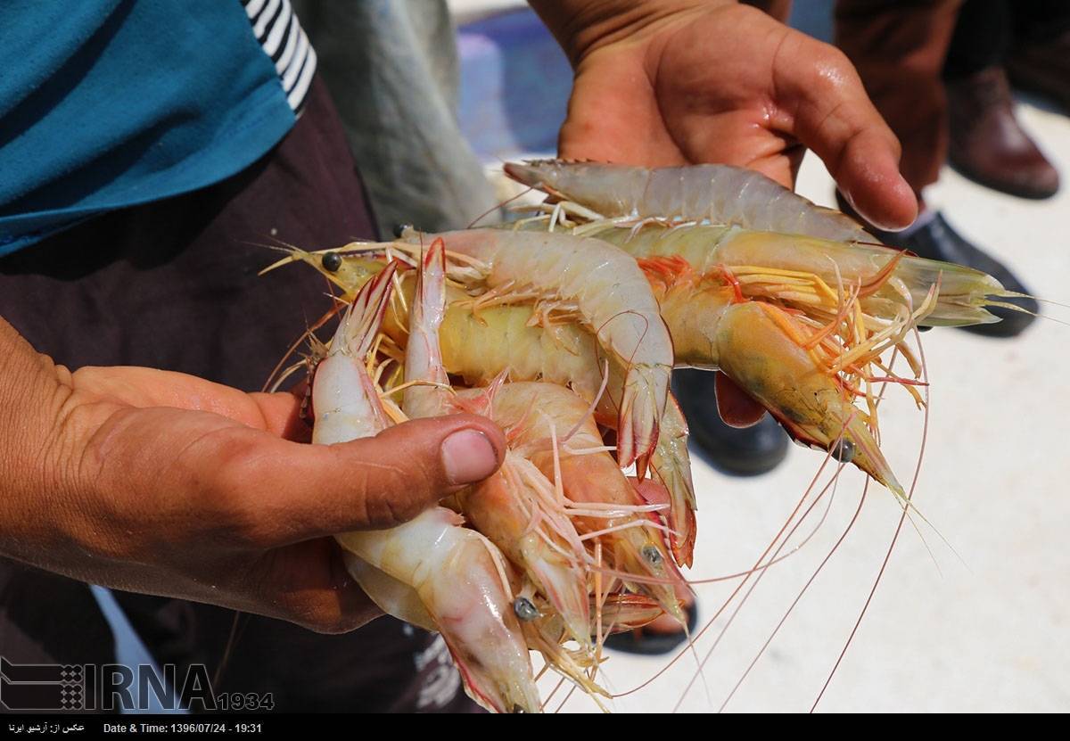 Креветки для рыбалки. как сделать так, чтобы мясо рака, креветки не слетало с крючка при забросе