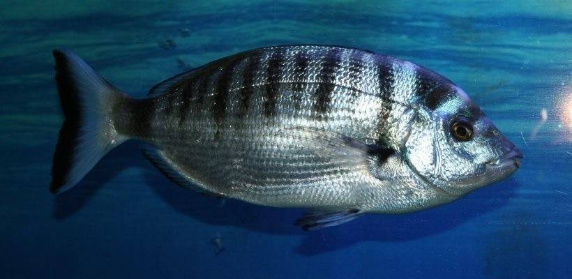 Вьюн фото и описание – каталог рыб, смотреть онлайн