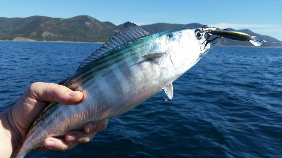 Пелядь фото и описание – каталог рыб, смотреть онлайн