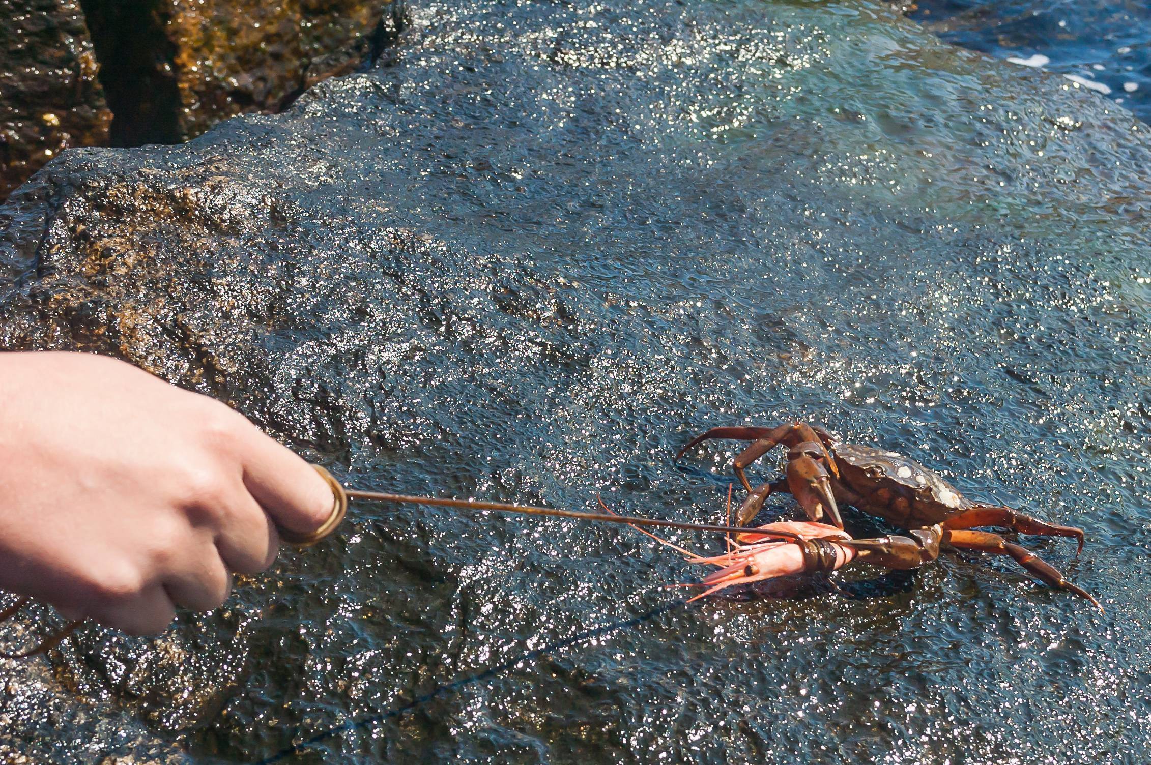 крабы черного моря названия