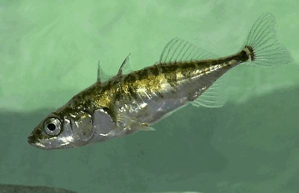 Рыба колюшка: описание, размножение, среда обитания и интересные факты :: syl.ru