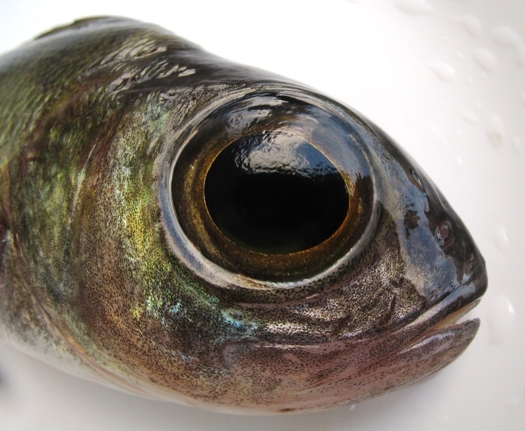 Зубарь обыкновенный фото и описание – каталог рыб, смотреть онлайн