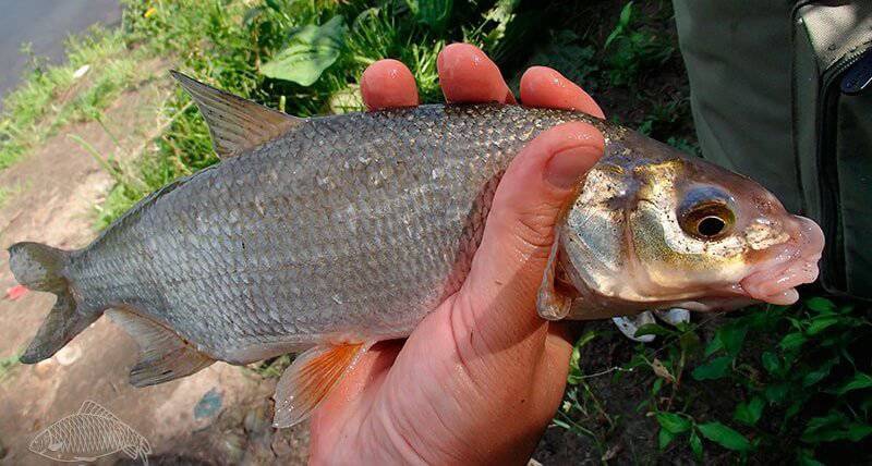 20 интересных фактов о рыбах