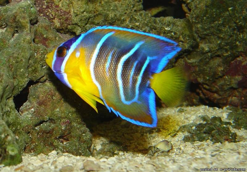 Рыба-ангел: как выглядит, естественная среда обитания и условия содержания в аквариумах, интересные факты