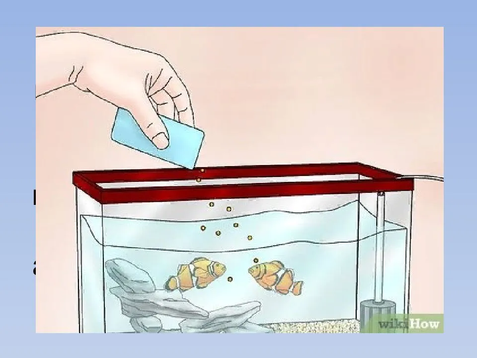 Рыбки петушки - содержание и уход в мини аквариуме
