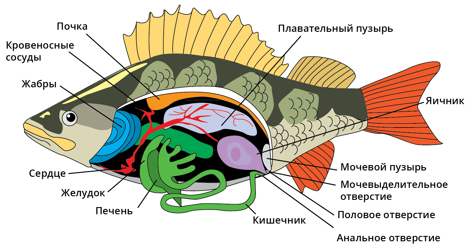 Какое тело у рыб. Внутреннее строение окуня окуня. Наружное строение речного окуня. Внутреннее строение костистой рыбы плавательный пузырь. Внутреннее строение окуня схема.