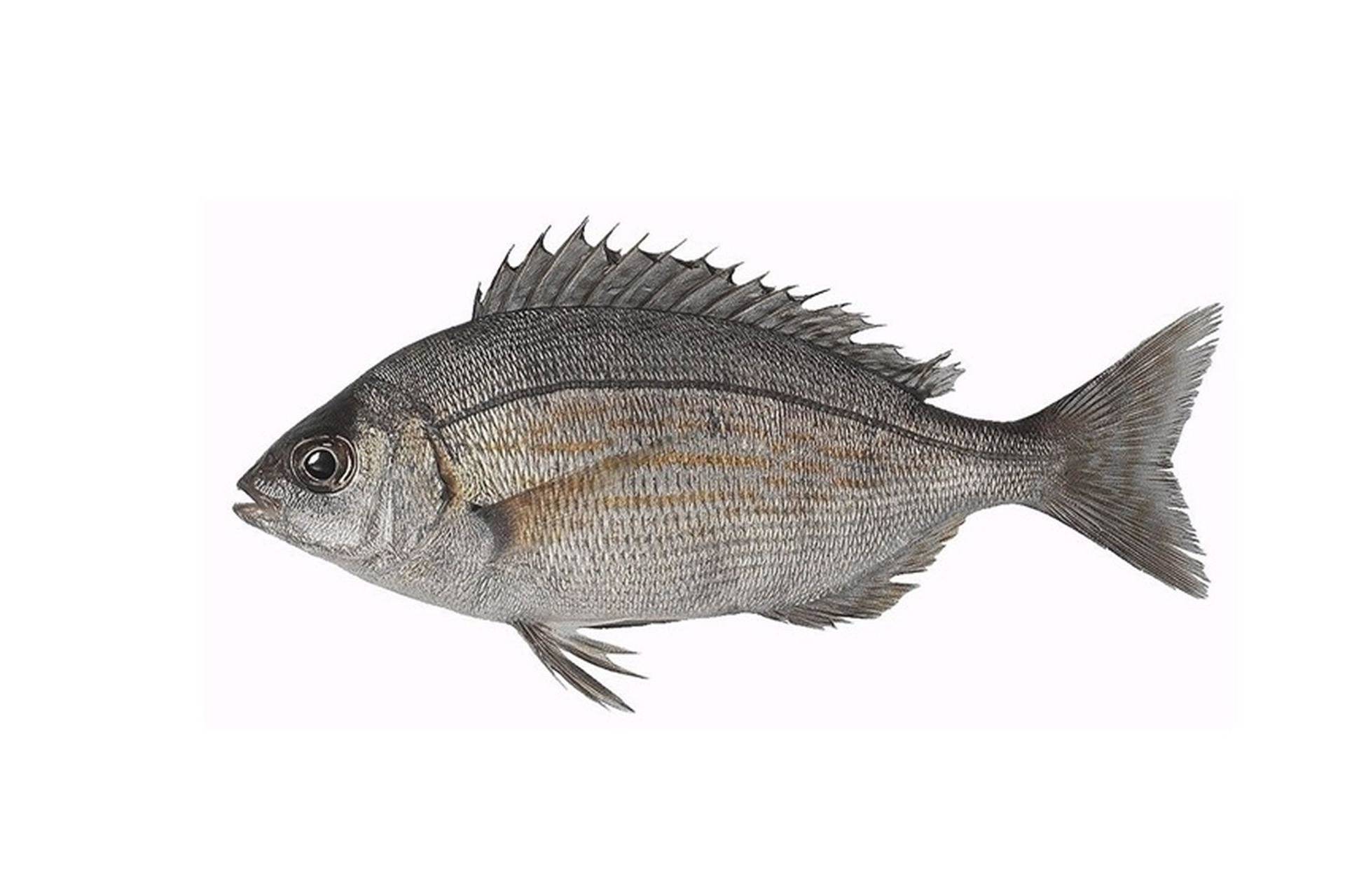 Карп фото и описание – каталог рыб, смотреть онлайн