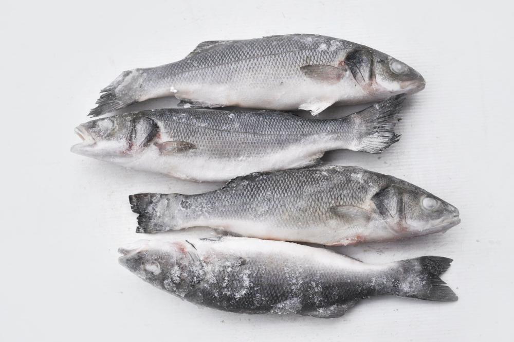 Сколько стоит рыба сибас. сибас или дорадо: чем отличаются, что предпочесть