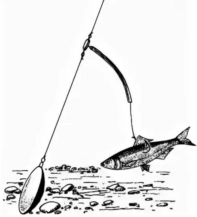 Как выбрать и правильно насадить живца для ловли хищной рыбы
