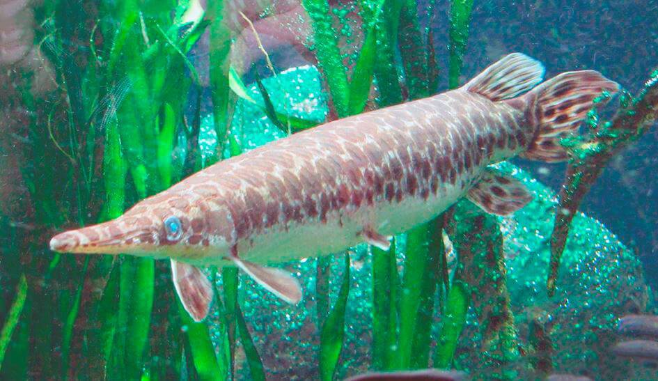 Панцирная щука, или рыба-аллигатор: ужас реки миссисипи. рыбы монстры, хищные рыбы, самые опасные рыбы планеты | живая природа, окружающая среда, экологические новости – densegodnya.ru