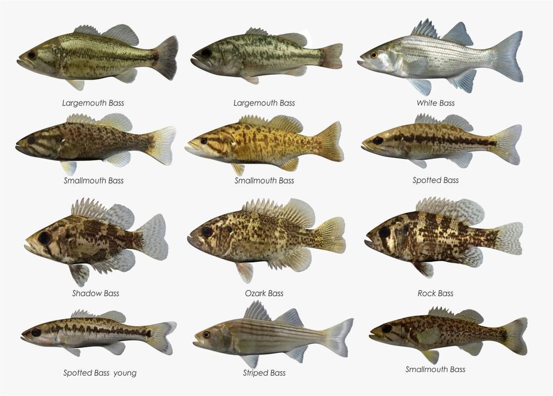 Землерой атлантический фото и описание – каталог рыб, смотреть онлайн