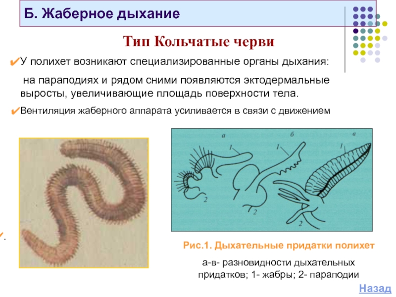 Кольчатые дыхание. Дыхательная система кольчатые черви 7 класс. Органы дыхания у кольчатых червей 7 класс. Дыхательная система кольчатых червей 7 класс. Тип кольчатые черви дыхательная.