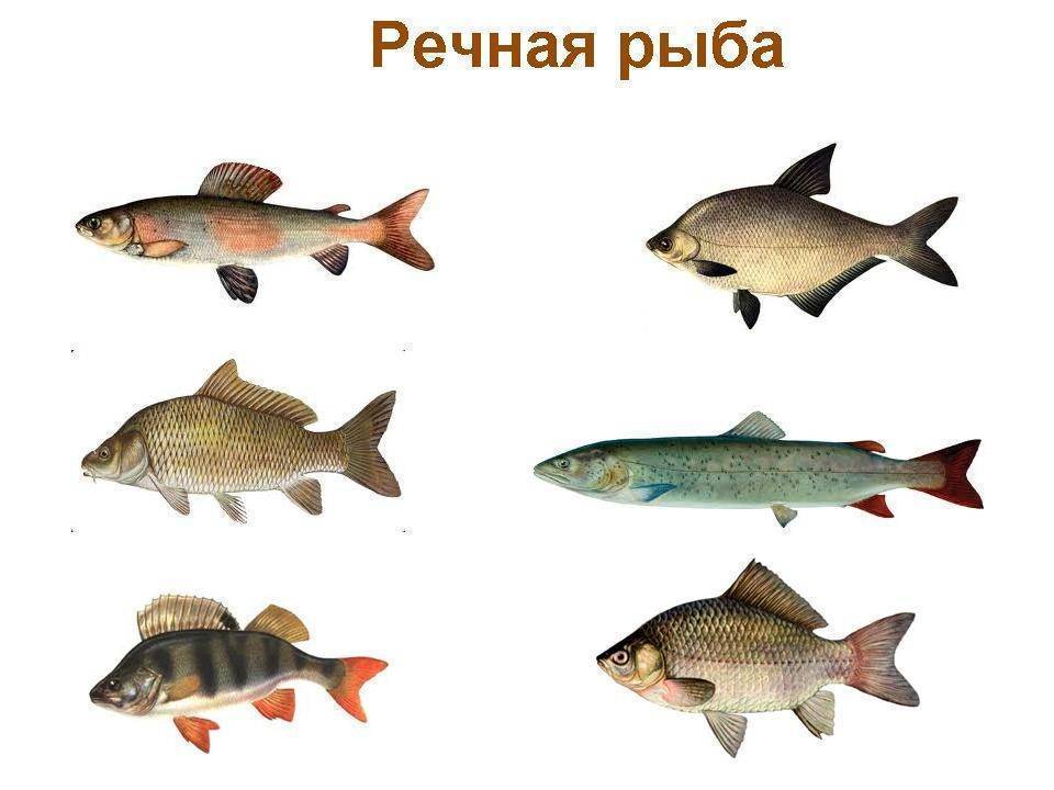 Самая полезная рыба: речная или морская. существует ли рыба, польза которой максимальна, или вся рыба одинаково полезна?