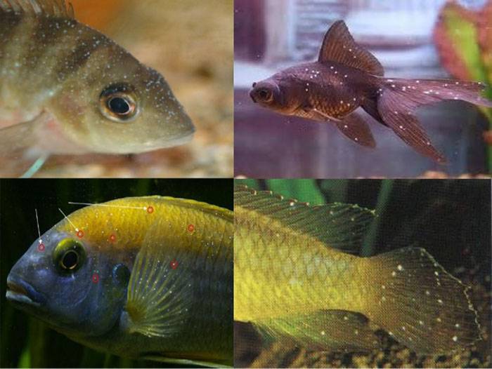 Асцит у аквариумных рыб: как проявляется, лечение и профилактика
