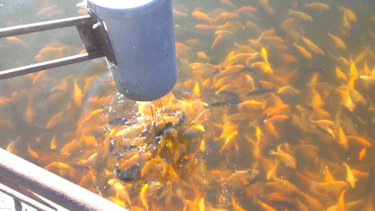 Какую рыбу лучше разводить в маленьком пруду на даче + фото и видео