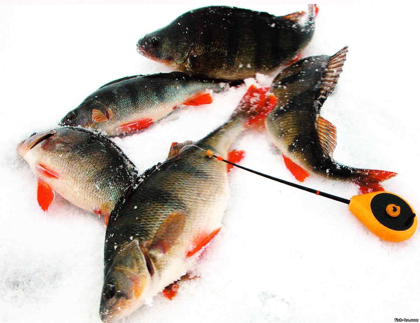 Ловля окуня зимой по первому льду и в глухозимье, отзывы рыбаков