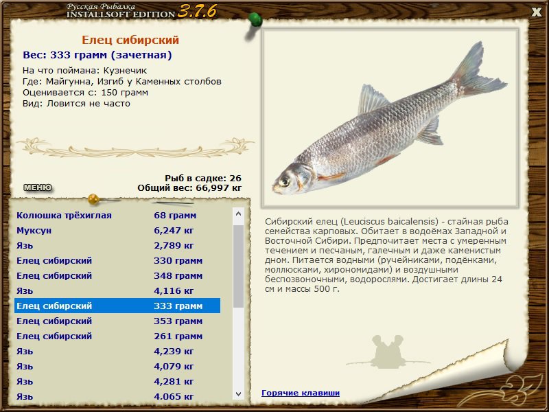 Рыба елец: фото и описание, где водится, на что ловится, вкусовые качества ельчика