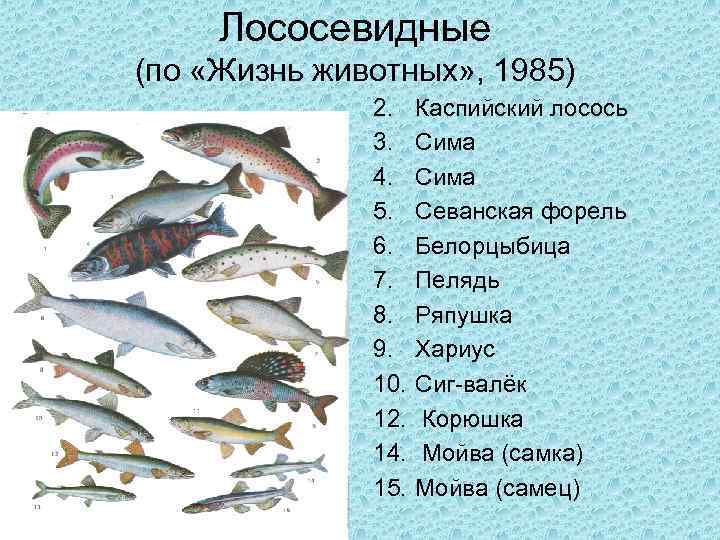 Лососевые: рыбы семейства лососевых, список представителей