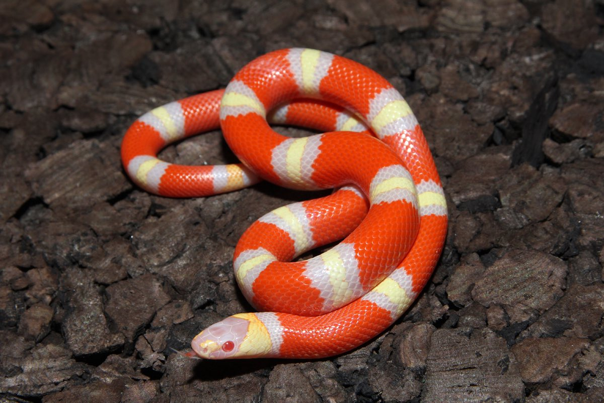 Молочная змея нельсона albino (lampropeltis triangulum nelsoni)- купить в интернет-зоомагазине планета экзотики