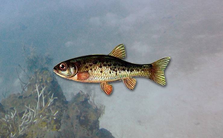 Рыба гольян обыкновенный, озерный – википедия