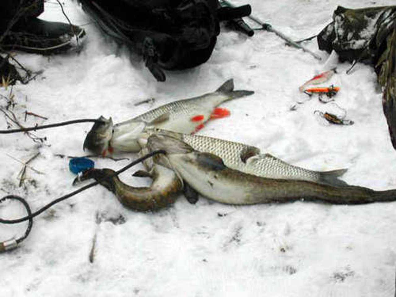 Секреты рыбалки на налима зимой