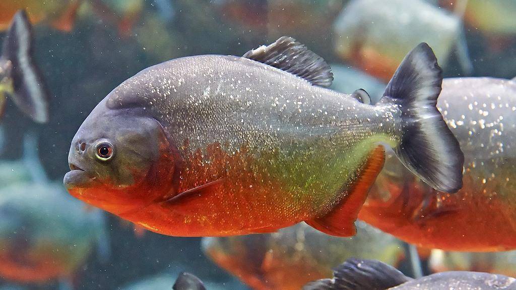 Рыба «Окунь солнечный краснобрюхий» фото и описание