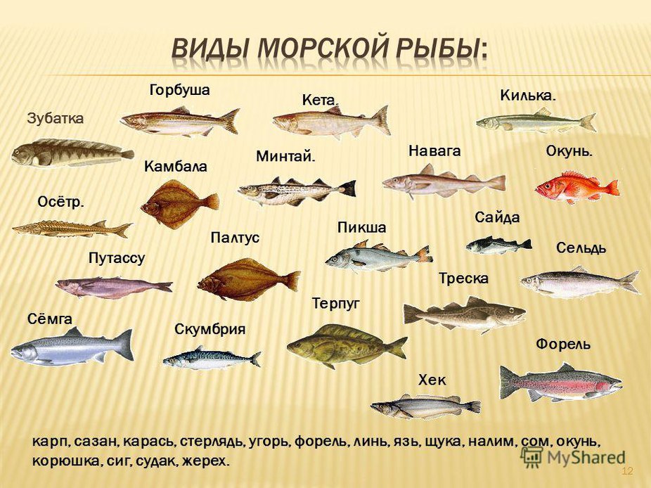 Царская рыба: названия, рецепты приготовления в духовке
