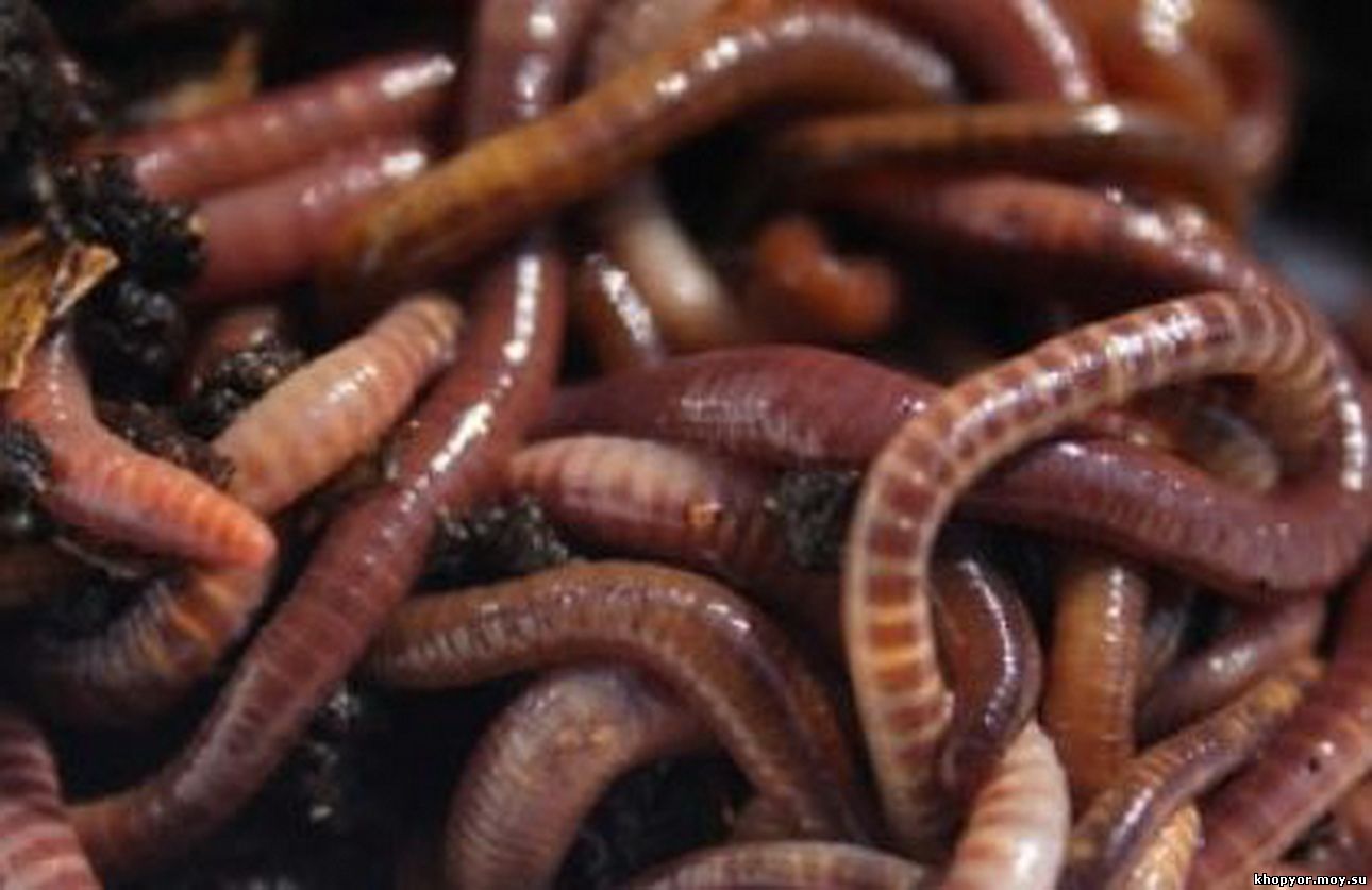 Учимся насаживать червя в зависимости от породы рыбы, вида червей