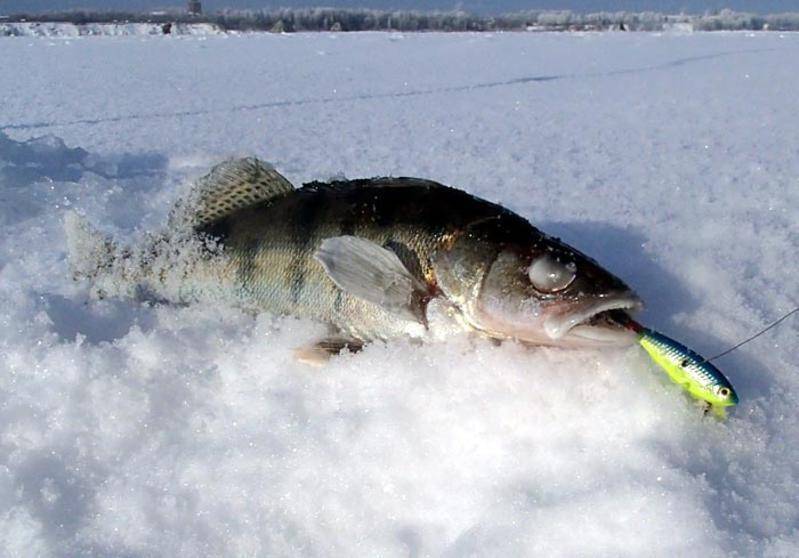 Ловля налима в декабре: где и когда ловить налима - читайте на сatcher.fish