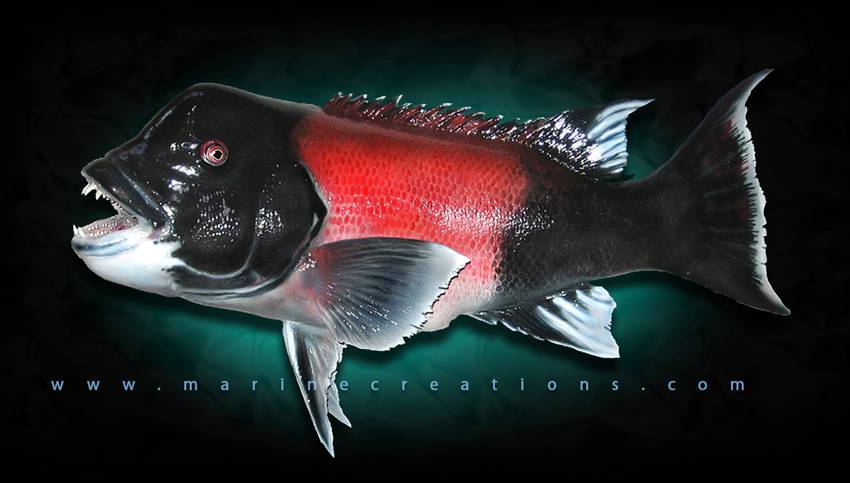 Рыба «вобла» фото и описание