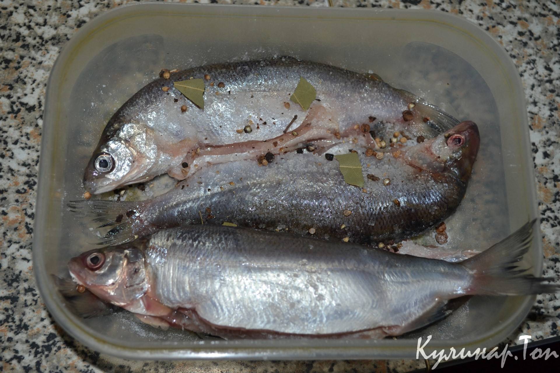 Пелядь (сырок) что за рыба как готовить: полезные советы