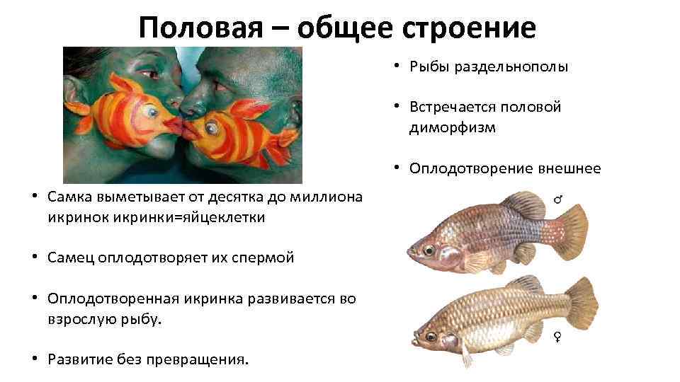 Разведение аквариумных рыбок в домашних условиях
