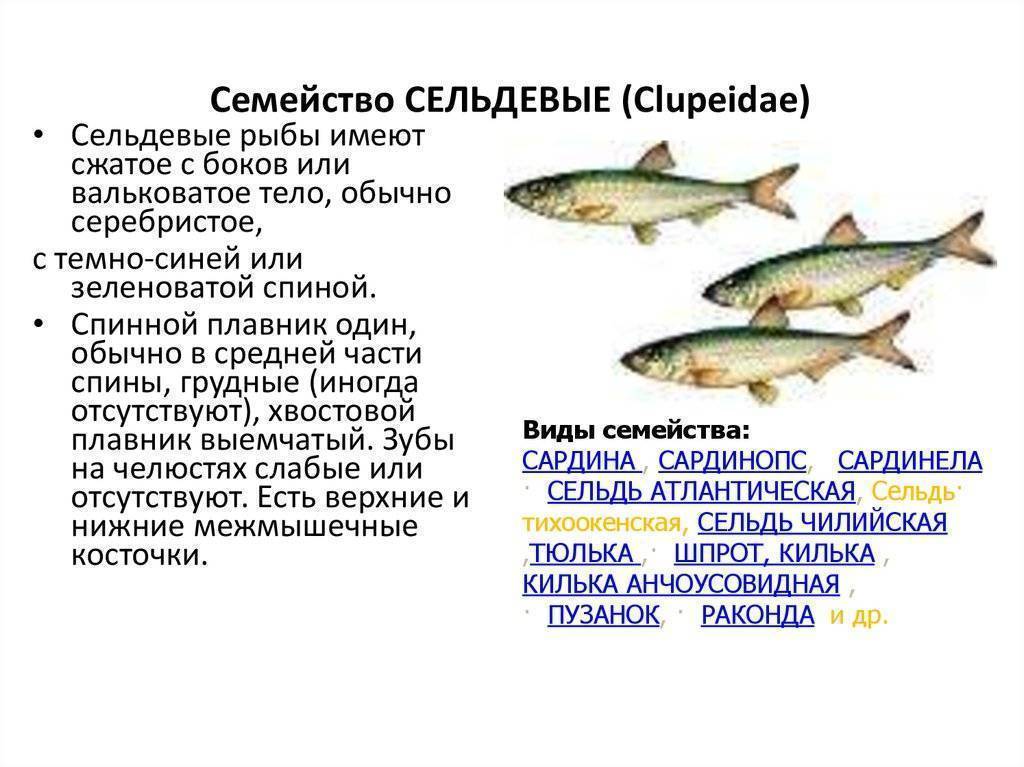 Палия: описание рыбы, места обитания, размножение и рацион питания