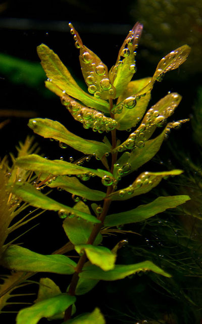 Ротала макрандра (rotala macrandra) в домашнем аквариуме